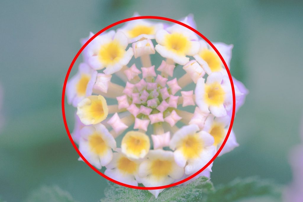 日の丸構図