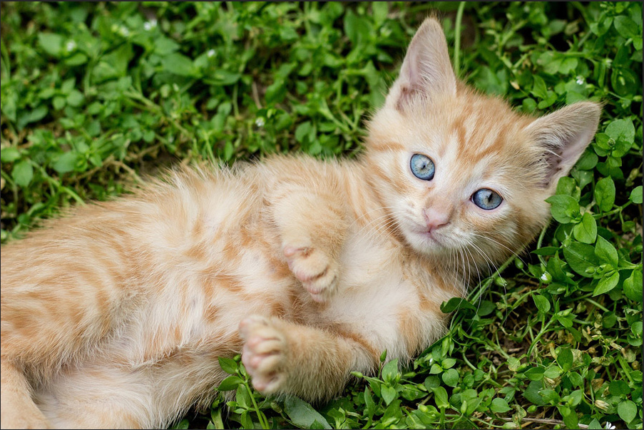 トーンカーブを編集していない猫の写真。若干くすんで見える
